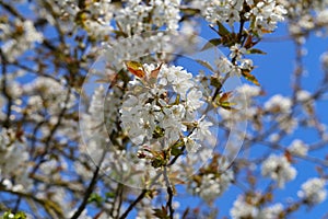 Blossomed white flowers on the tree