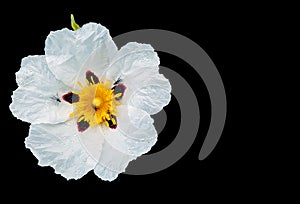 Blossomig Gum rockrose cistus ladanifer in the countryside from Alentejo in Portugal