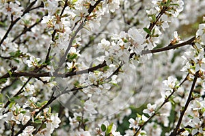 Blossomig white cherry tree