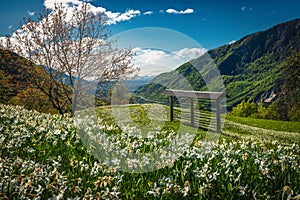 Blossoming abundance daffodils on the meadows in Slovenia