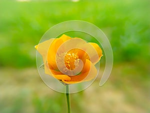 Blossoming abutilon indicum flower on green background