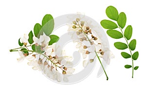 Blossoming acacia with leafs isolated on white background, Acacia flowers, Robinia pseudoacacia . White acacia photo