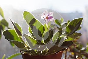 Blossoming African Violets - sort Austinâ€™s Smile in the house with wood background