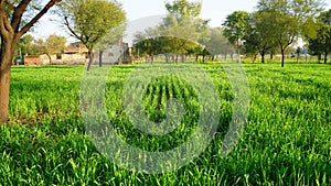 Blossoming agriculture field with Jau or Barley crop in India. Green landscape view in field