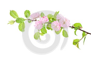 Blossoming Almond branch isolated on white background. Prunus triloba