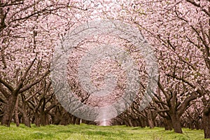blossoming almond orchard. Beautiful trees with pink flowers blooming in spring in Europe