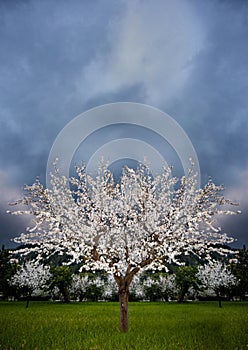 Blossoming almond tree