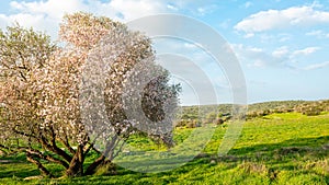 Blossoming almond tree