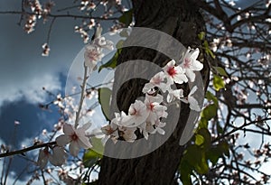 Blossoming almond tree