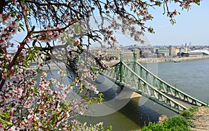 Blossoming almond tree in April with the iconic gree Liberty Bridge