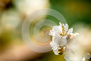 Blossoming almond tree branches, the background blurred. Spring, seasons, white flowers of apricot tree close-up