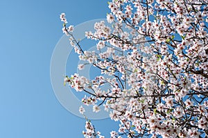 Blossoming almond tree branches over clear blue sky