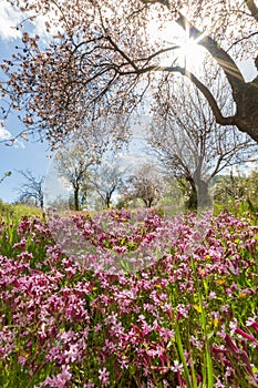 Blossoming almond tree branches and purple flowers in a field du