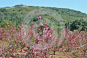 Blossoming almond tree in Israel