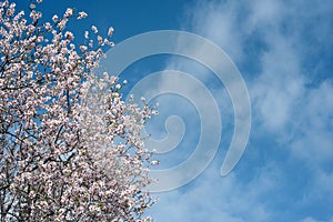 Blossoming almond tree over blue sky with clouds