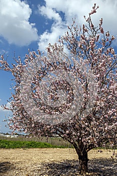 Blossoming almond tree in pink flowers against the sky