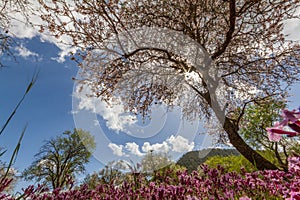 Blossoming almond tree and purple flowers in a field during earl