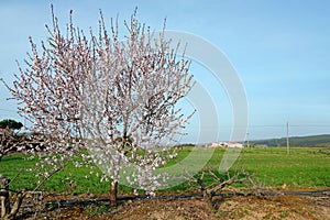 Blossoming almond tree in spring in the countryside from Portugal