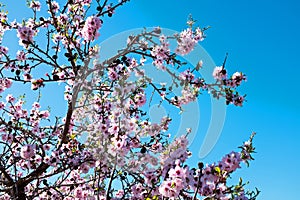 Blossoming almond tree in springtime