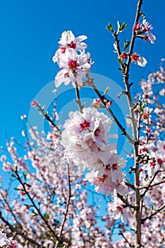Blossoming almond tree in springtime