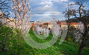 Blossoming almond tree, Strahov garden in Prague photo