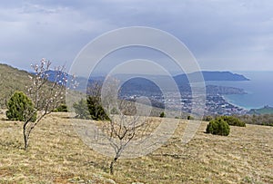 A blossoming almond tree on top of a mountain.