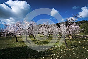 Blossoming almond trees