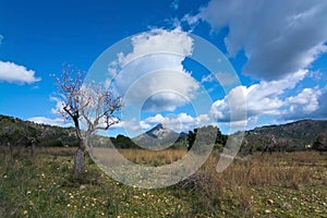 Blossoming almond trees