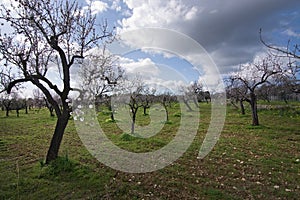 Blossoming almond trees