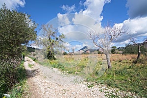 Blossoming almond trees