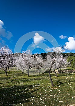 Blossoming almond trees