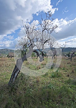 Blossoming almond trees