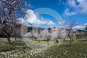 Blossoming almond trees