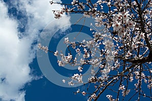 Blossoming almond trees