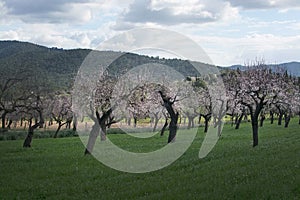 Blossoming almond trees