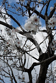 Blossoming almond trees