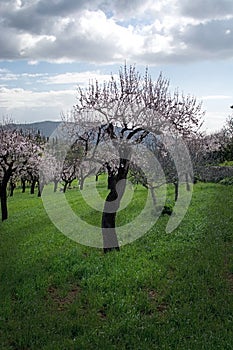 Blossoming almond trees