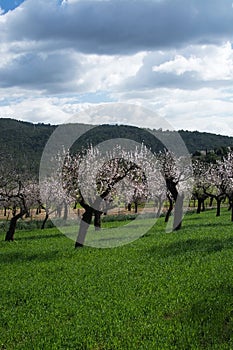 Blossoming almond trees