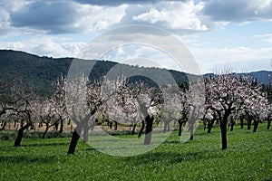 Blossoming almond trees