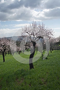 Blossoming almond trees