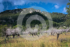 Blossoming almond trees