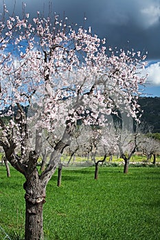 Blossoming almond trees