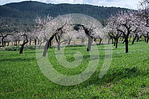 Blossoming almond trees