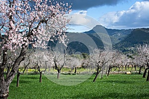 Blossoming almond trees