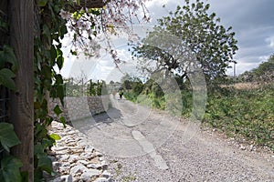 Blossoming almond trees