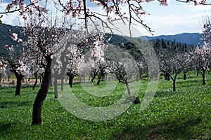 Blossoming almond trees