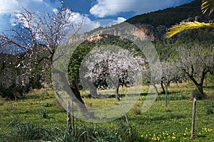 Blossoming almond trees