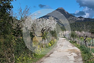 Blossoming almond trees