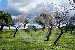 Blossoming almond trees