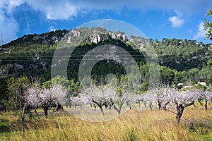 Blossoming almond trees